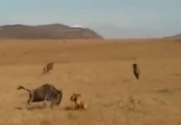 Ảnh cắt từ clip.