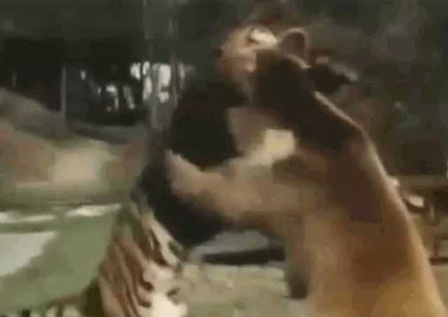 Ảnh cắt từ clip.