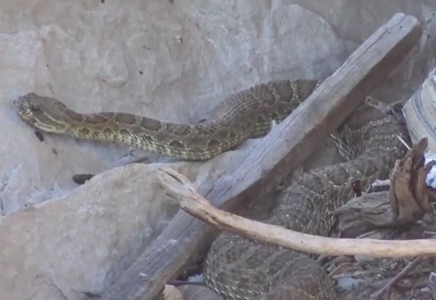 Ảnh cắt từ clip.