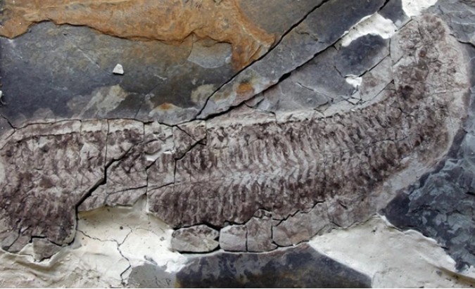 Hóa thạch "Sue" là một sinh vật lạ được bảo quản nguyên vẹn như xác ướp - Ảnh: ĐẠI HỌC LEICESTER