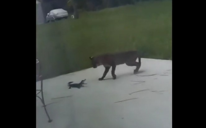 Ảnh cắt từ clip.