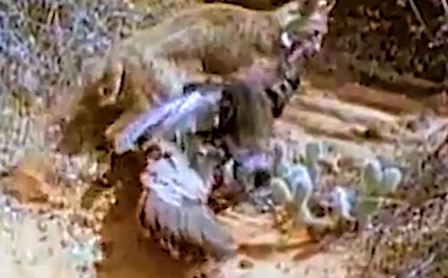 Ảnh cắt từ clip.