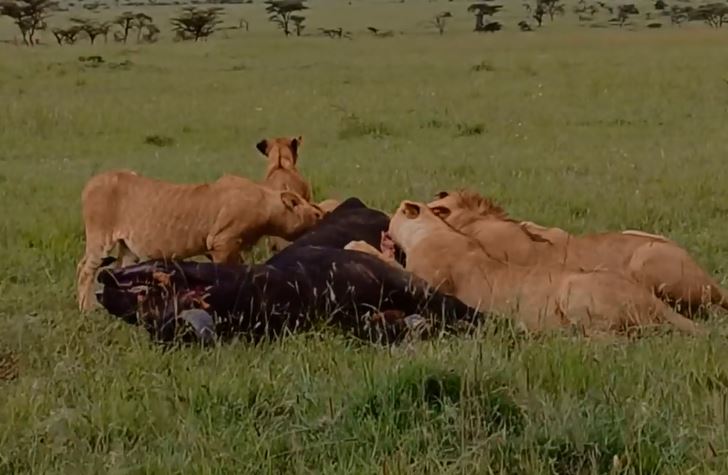 Sư tử săn trâu rừng.