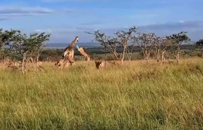 Bầy sư tử săn hươu cao cổ.