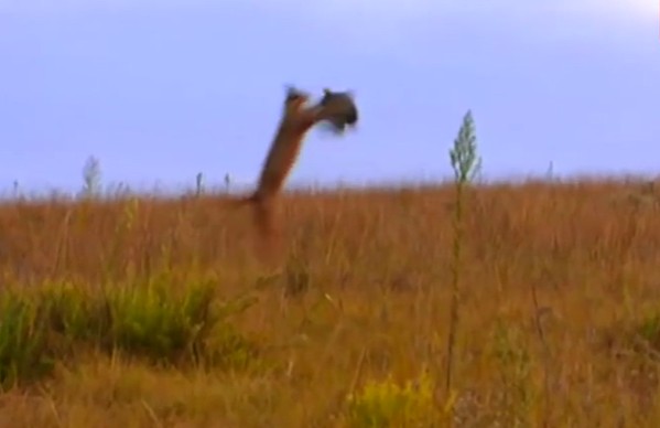 Ảnh cắt từ clip.