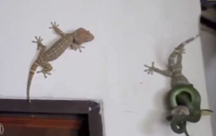 Tắc kè tìm cách tấn công rắn giải cứu đồng loại.