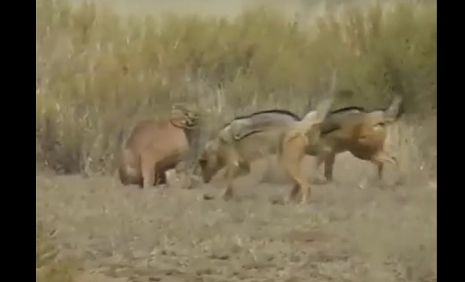 Ảnh cắt từ clip.