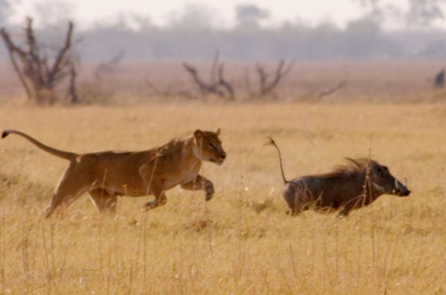 Ảnh cắt từ clip.