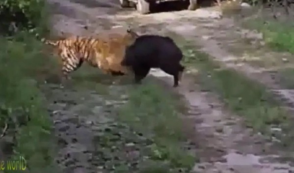 Ảnh cắt từ clip.