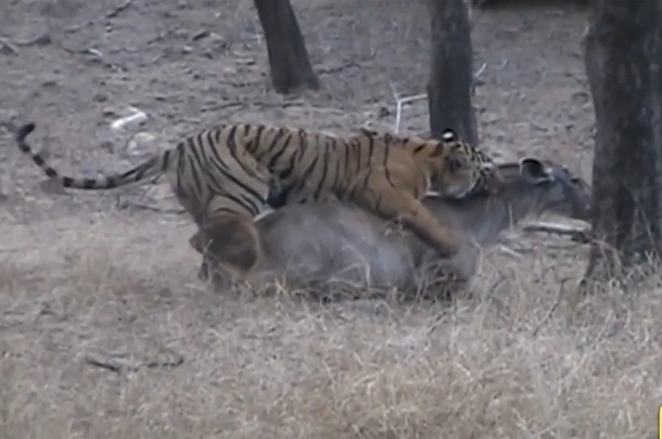 Ảnh cắt từ clip.