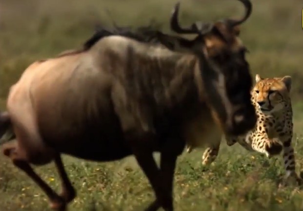 Ảnh cắt từ clip.