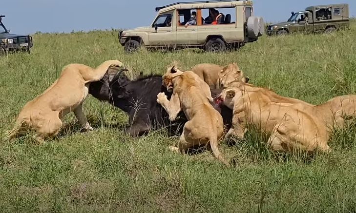 Bầy sư tử săn trâu rừng.