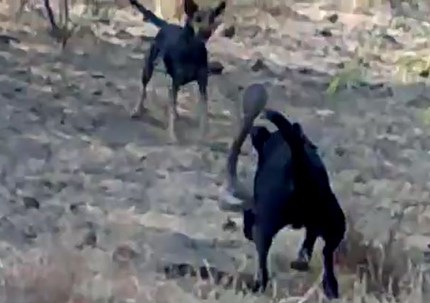 Ảnh cắt từ clip.