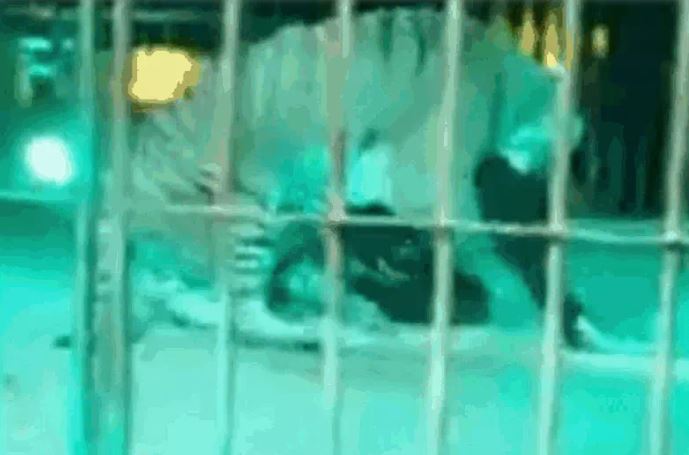 Ảnh cắt từ clip.