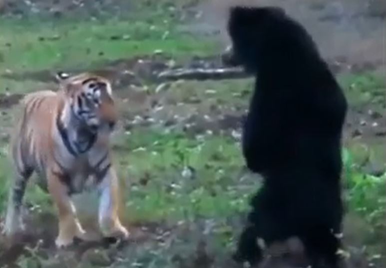 Ảnh cắt từ clip.