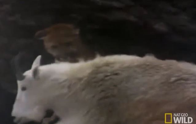 Ảnh cắt từ clip.