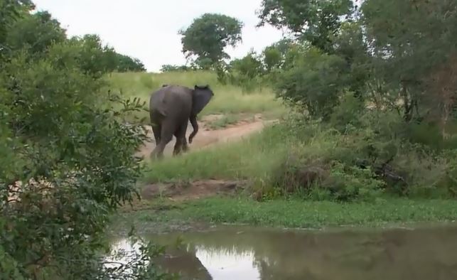 Ảnh cắt từ clip.