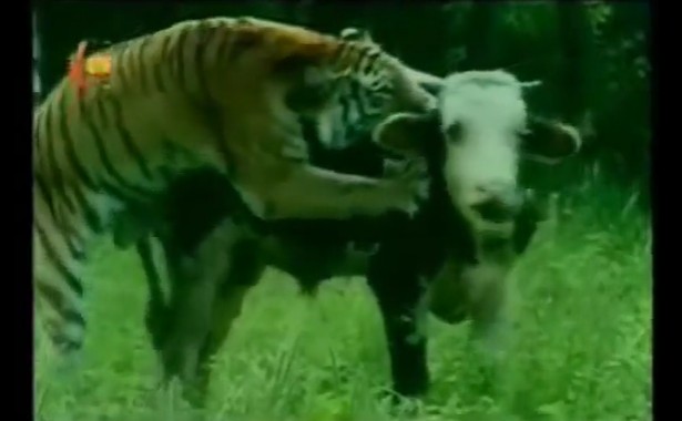 Ảnh cắt từ clip.