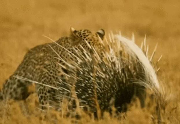 Ảnh cắt từ clip.