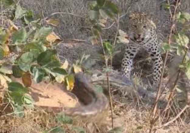 Báo hoa mai tấn công trăn.