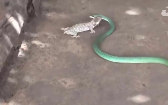 Ảnh cắt từ clip.