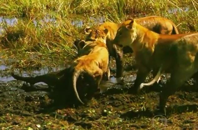 Bầy sư tử săn trâu rừng con.