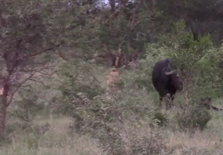 Ảnh cắt từ clip.