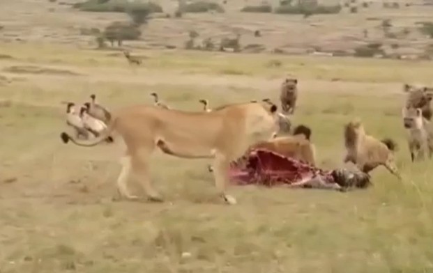 Ảnh cắt từ clip.