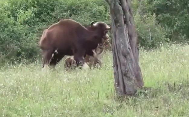 Ảnh cắt từ clip.