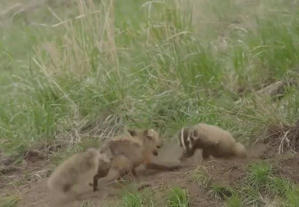 Ảnh cắt từ clip.