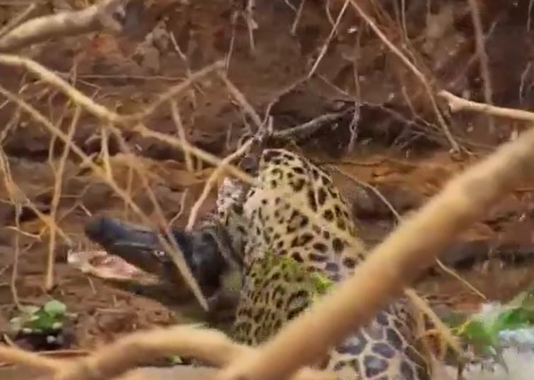 Ảnh cắt từ clip.