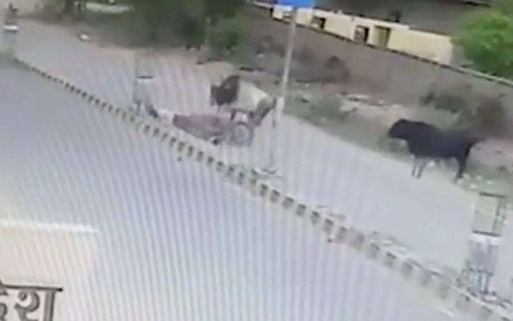 Ảnh cắt từ clip.