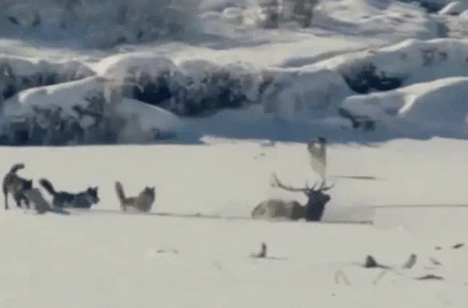 Ảnh cắt từ clip.