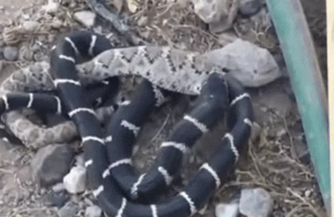 Ảnh cắt từ clip.