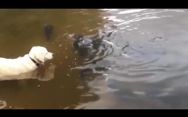 Ảnh cắt từ clip.