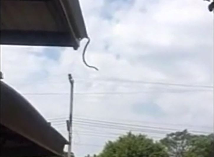 Ảnh cắt từ clip.