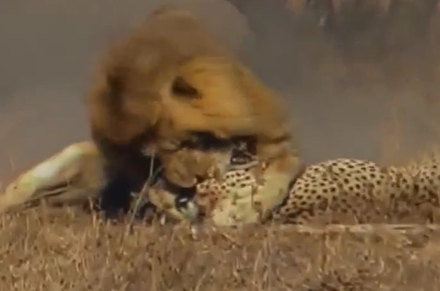 Ảnh cắt từ clip.