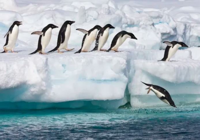 Nam Cực là nơi sinh sống của khoảng 20 triệu cặp chim cánh cụt sinh sản, như những chú chim cánh cụt Adelie này gần Đảo Paulet trên Bán đảo Nam Cực. Nhưng bên dưới lớp băng mà những chú chim cánh cụt này đi lại mỗi ngày là gì? Ảnh: Patrick J. Endres