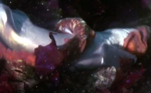 Ảnh cắt từ clip.