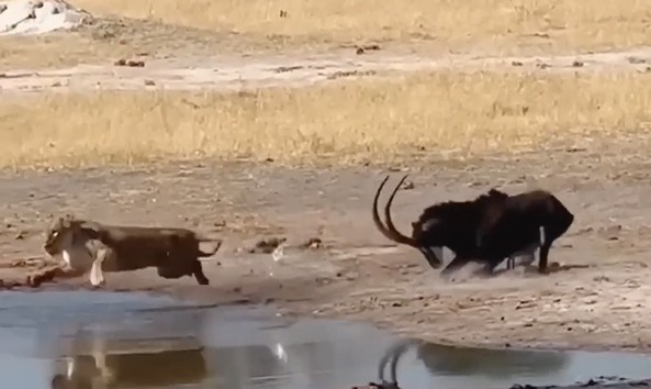 Ảnh cắt từ clip.