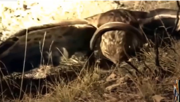 Ảnh cắt từ clip.