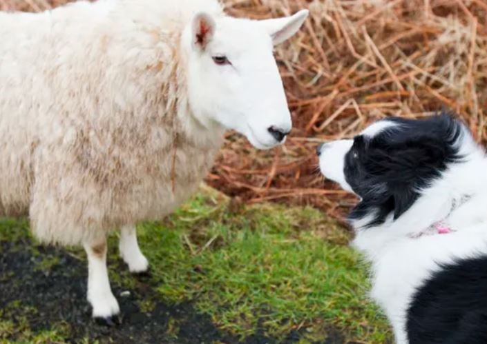 Các loài khác nhau có thể hiểu được giao tiếp của nhau không? Ảnh: Getty.