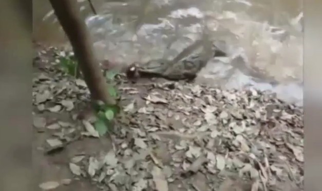 Ảnh cắt từ clip.