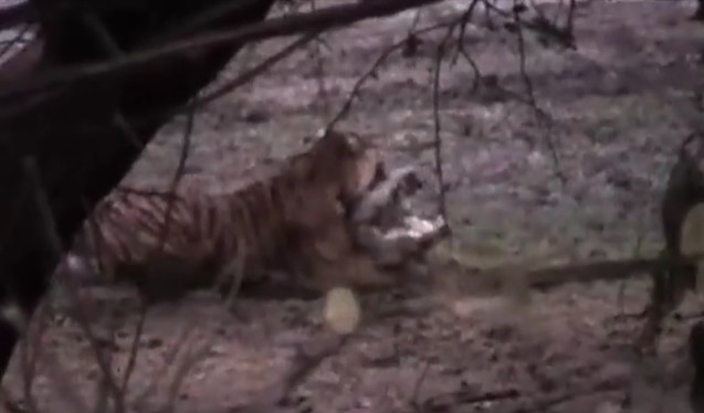 Ảnh cắt từ clip.