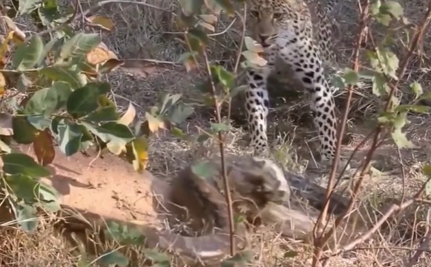 Ảnh cắt từ clip.