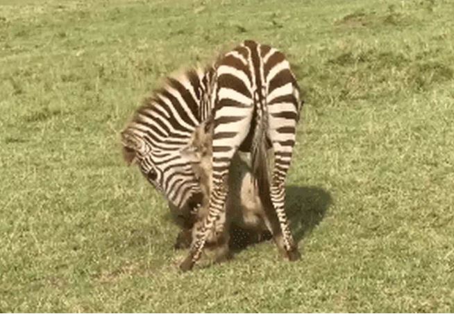 Ảnh cắt từ clip.