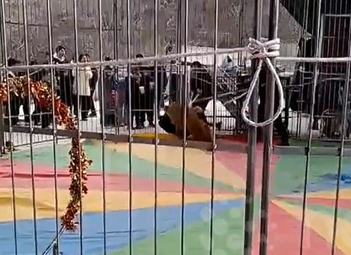 Ảnh cắt từ clip.