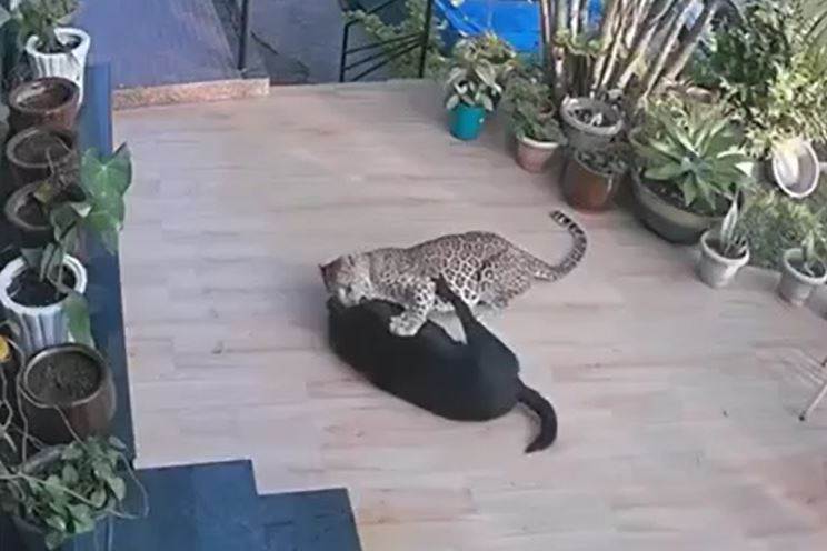 Ảnh cắt từ clip.