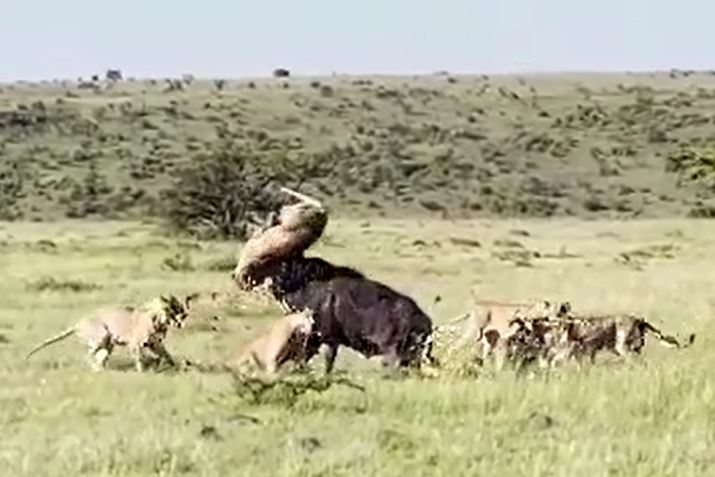 Ảnh cắt từ clip.