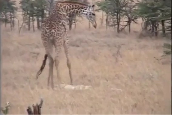 Ảnh cắt từ clip.